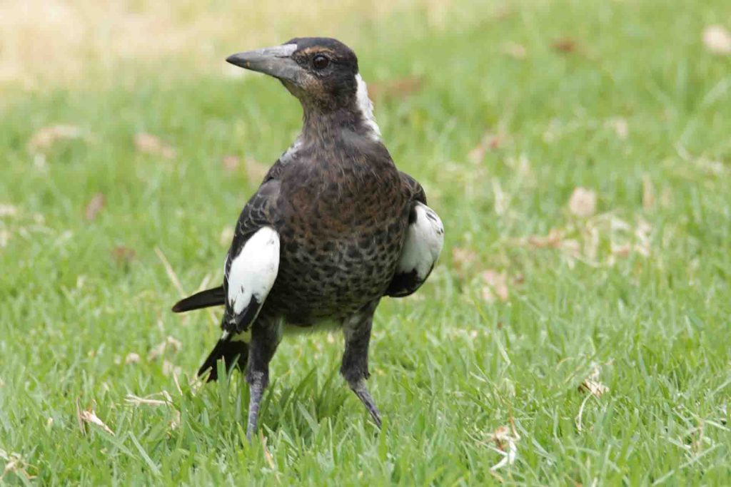 A juvenile Australian Magpie