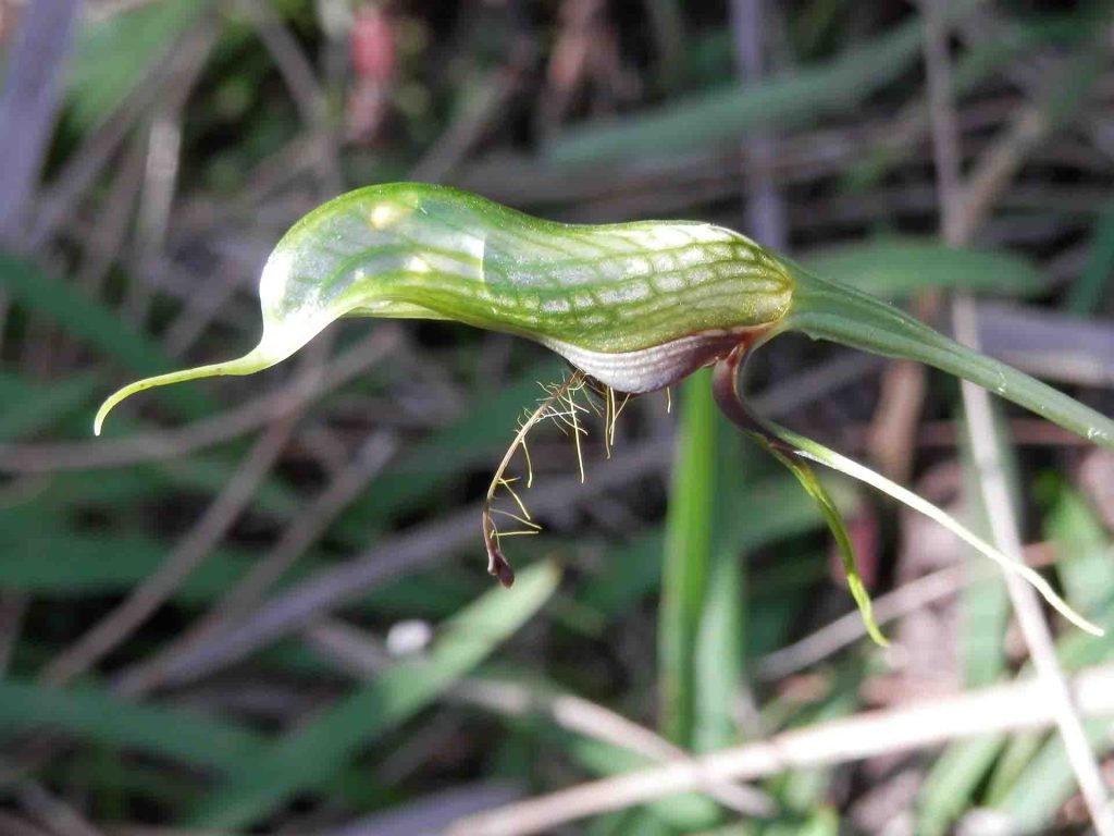 Bird Orchid (Pterostylis barbata)