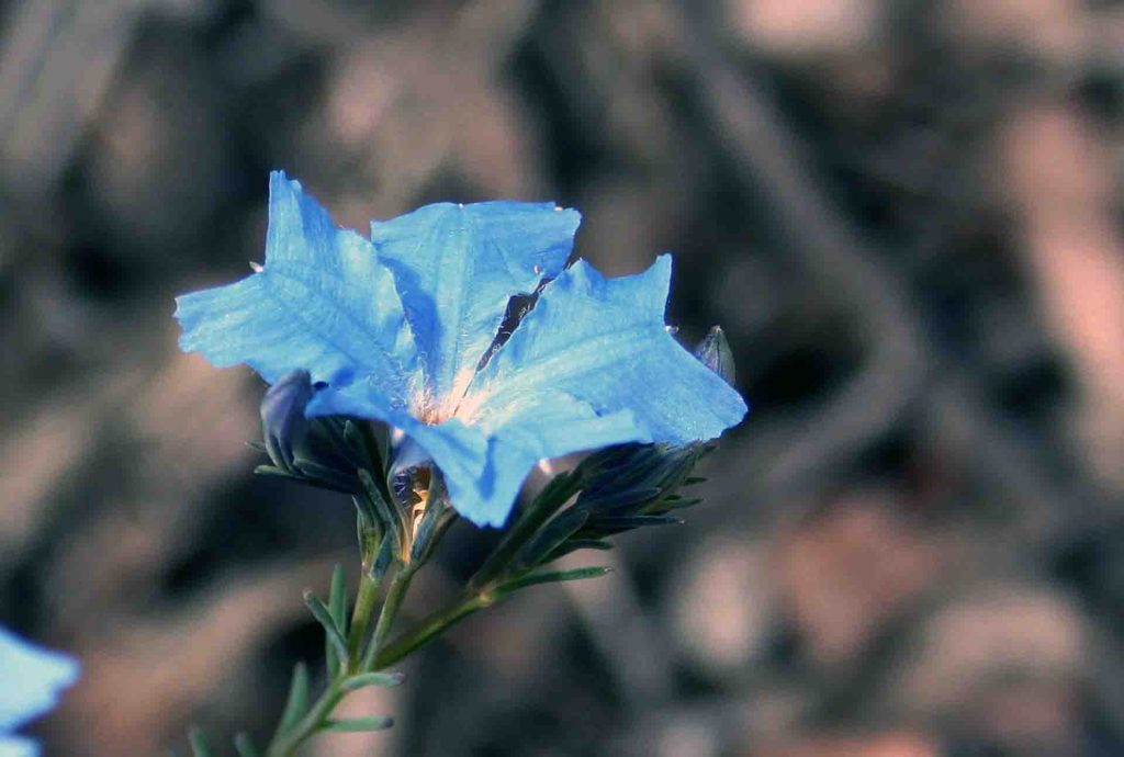 Blue leschenaultia (Leschenaultia biloba)