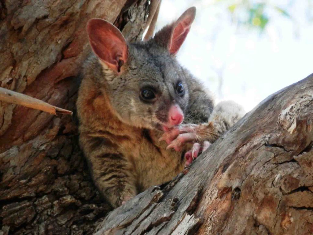 Brush-tail Possum