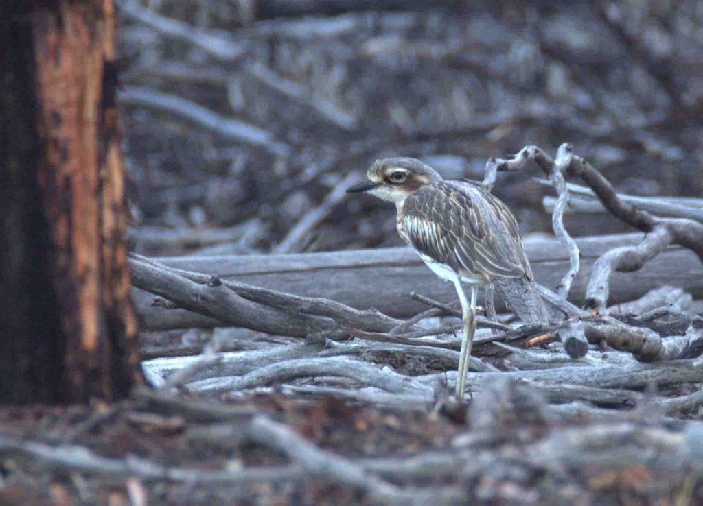 Bush Stone-curlew; Weerlo