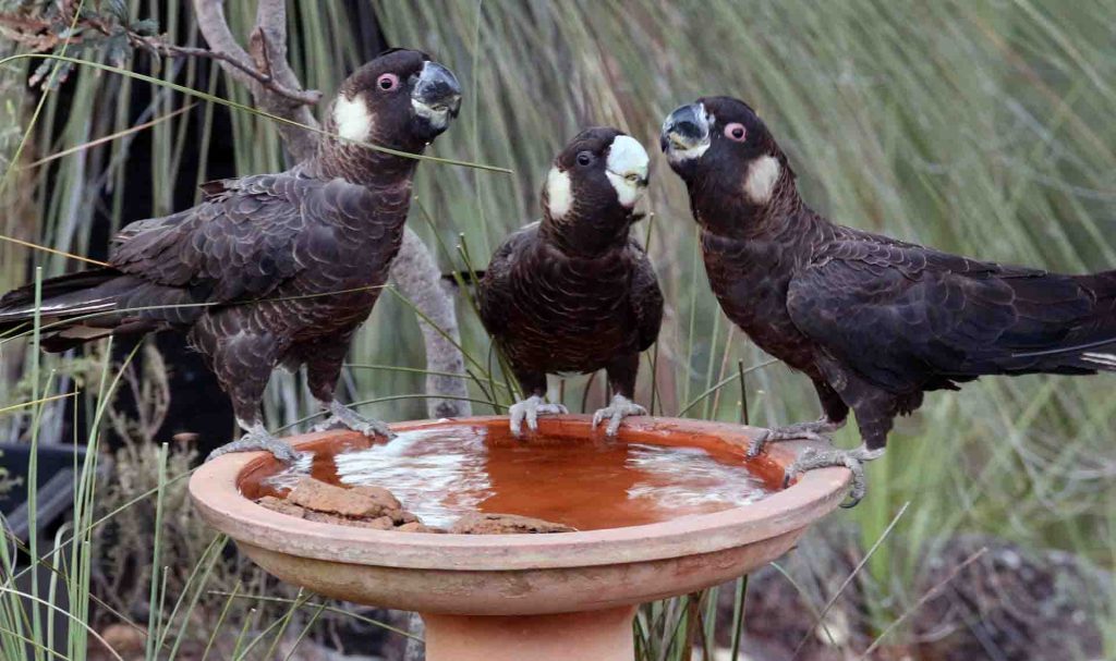 Carnaby's White-tailed Black Cockatoo trio