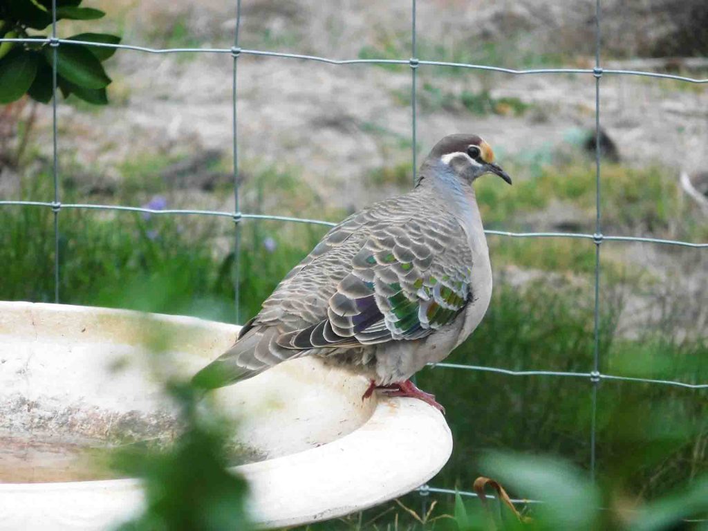 Common Bronzewing on a birdbath