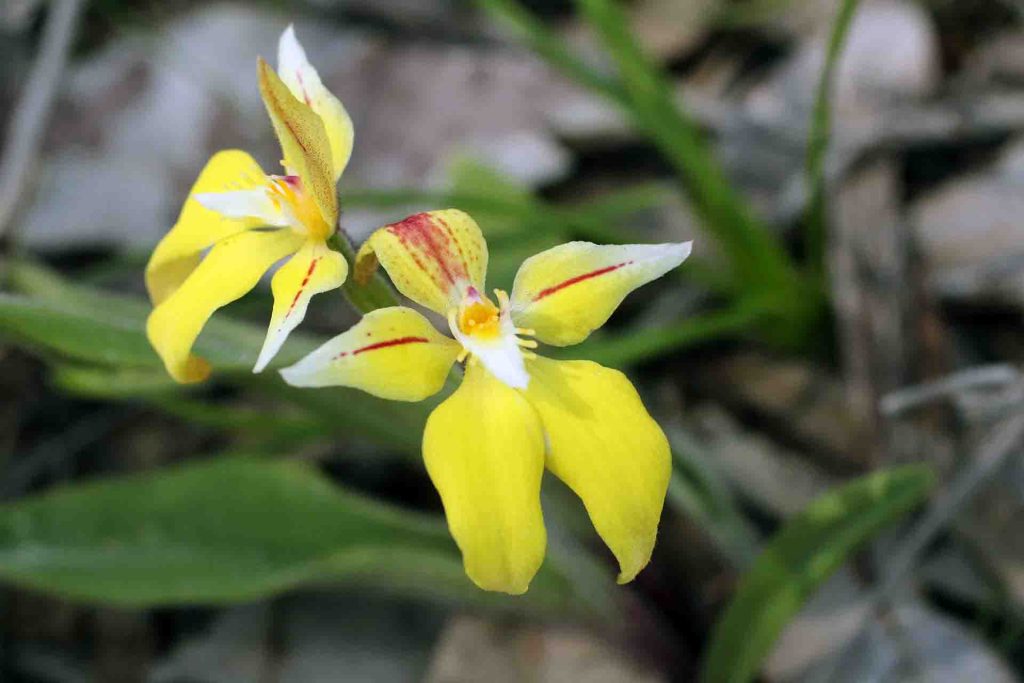 Cowslip-Orchid (Caladenia-flava)