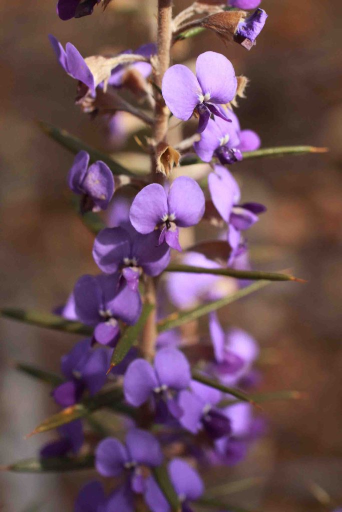 Devil's Pins (Hovea pungens)