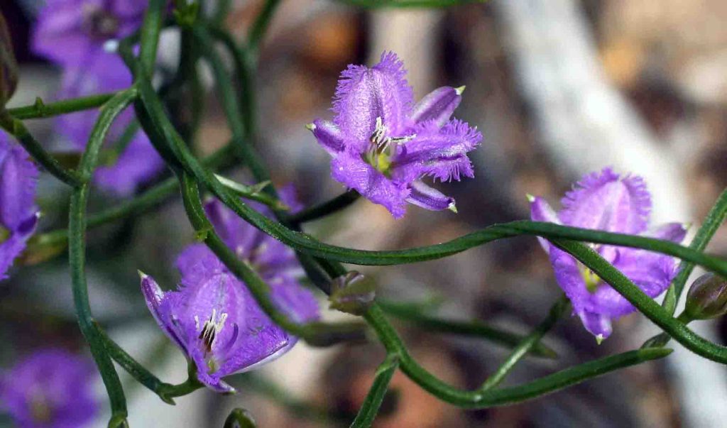 Fringed Lily (Thysanotus-sp.)