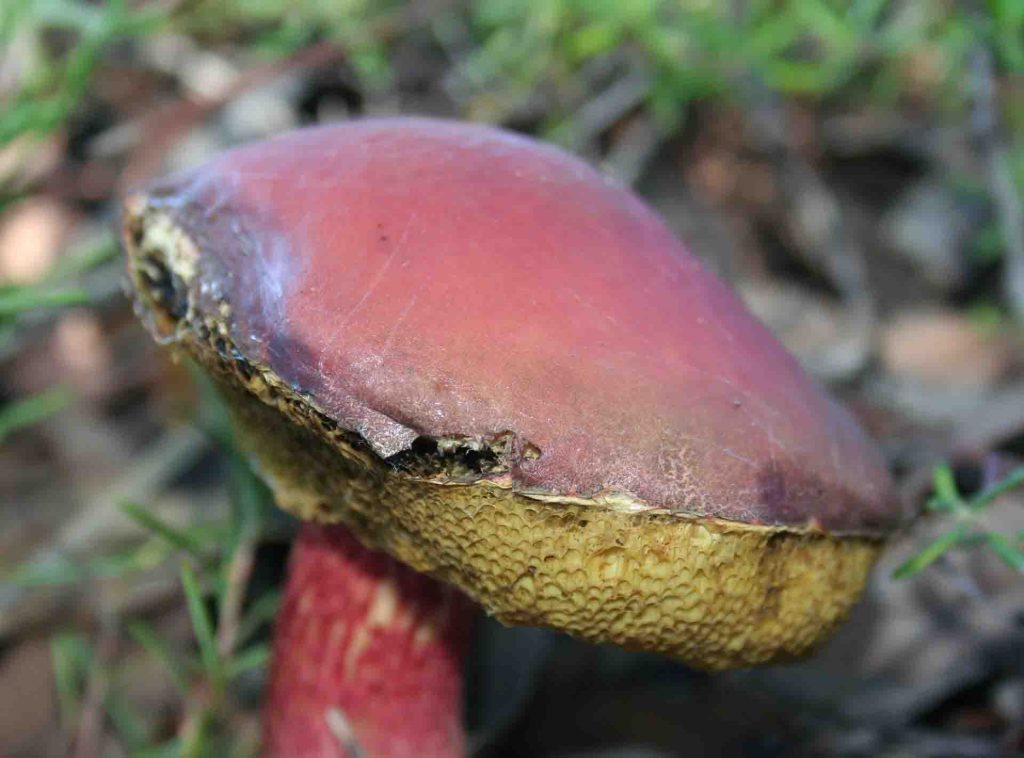 Fungi, Julimar State Forest