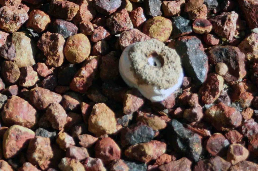 Fungi (Tulostoma sp.)