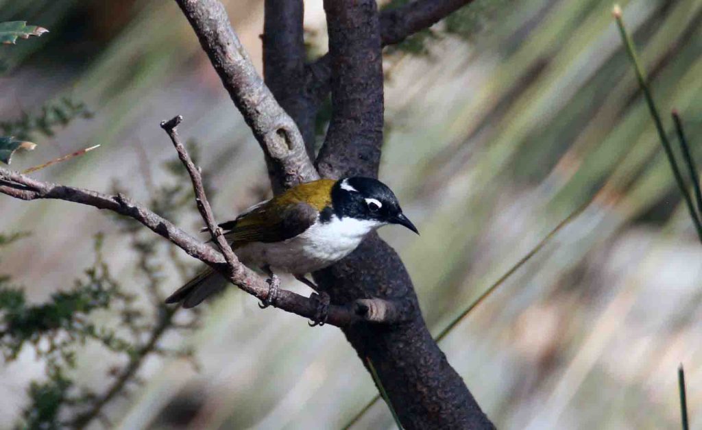 Gilbert's Honeyeater