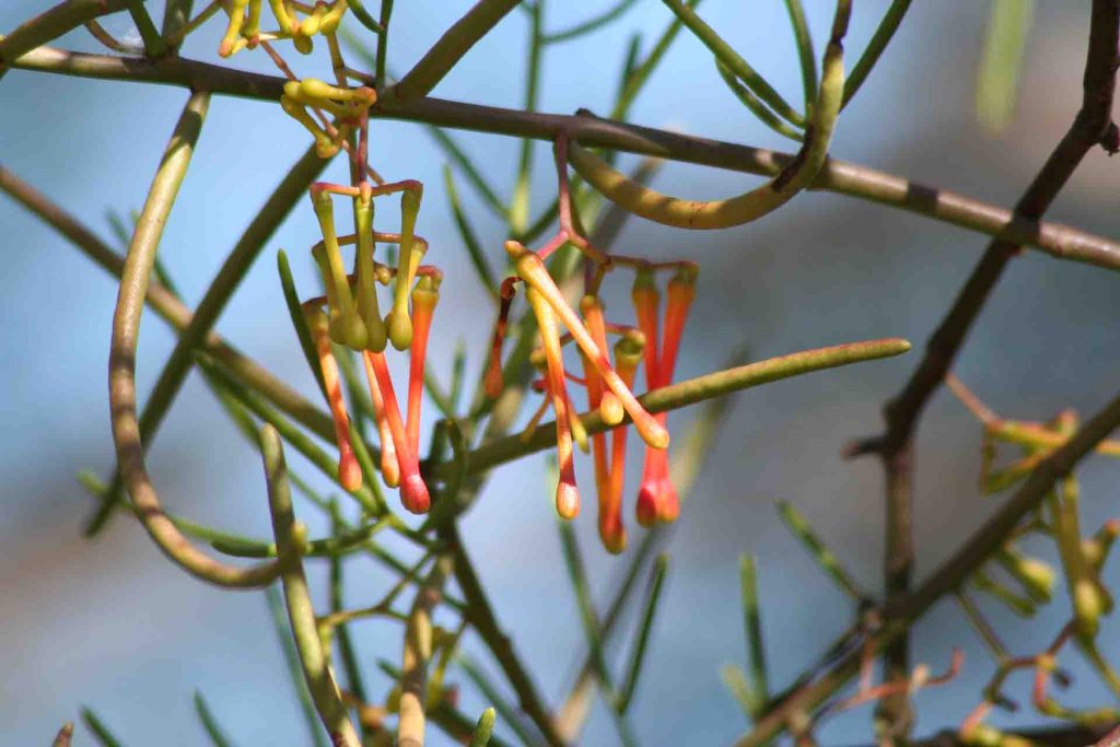 Mistletoe (Amyema preissii)
