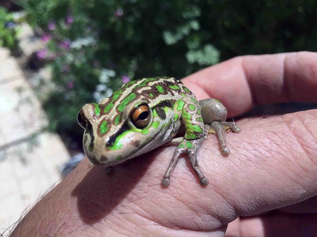 Motorbike frog (Litoria moorei)