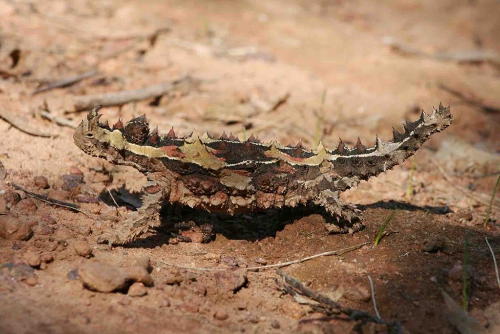 Mountain or Thorny Devil (Moloch horridus) lizard