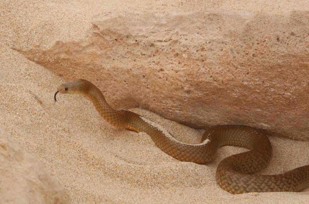 Mulga snake (Pseudechis australis) on the beach