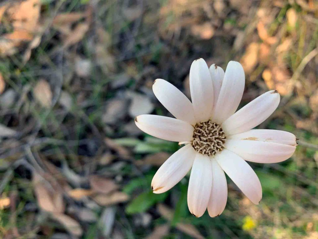 Native-gerbera (Tricholine-spathulata)