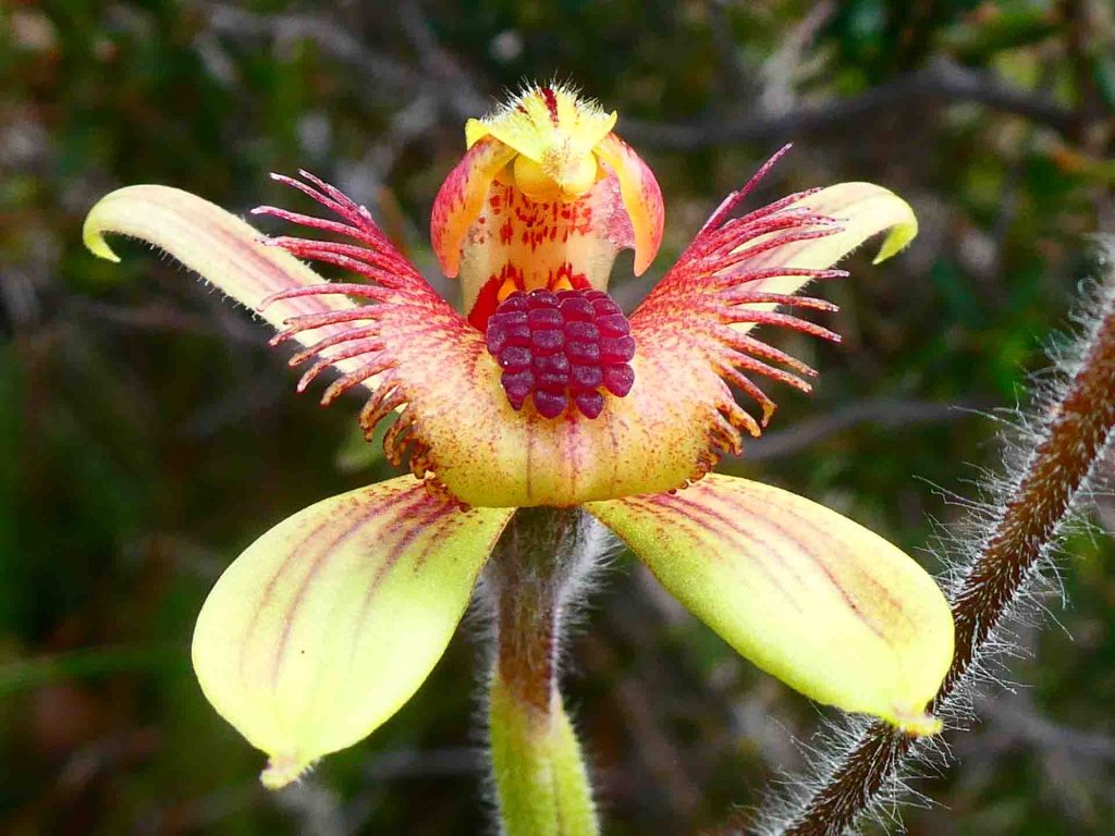 Orchid, Caladenia sp.