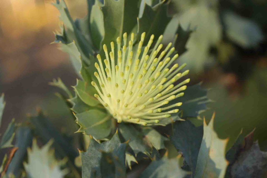 Parrot bush flower (Dryandra sessilis)