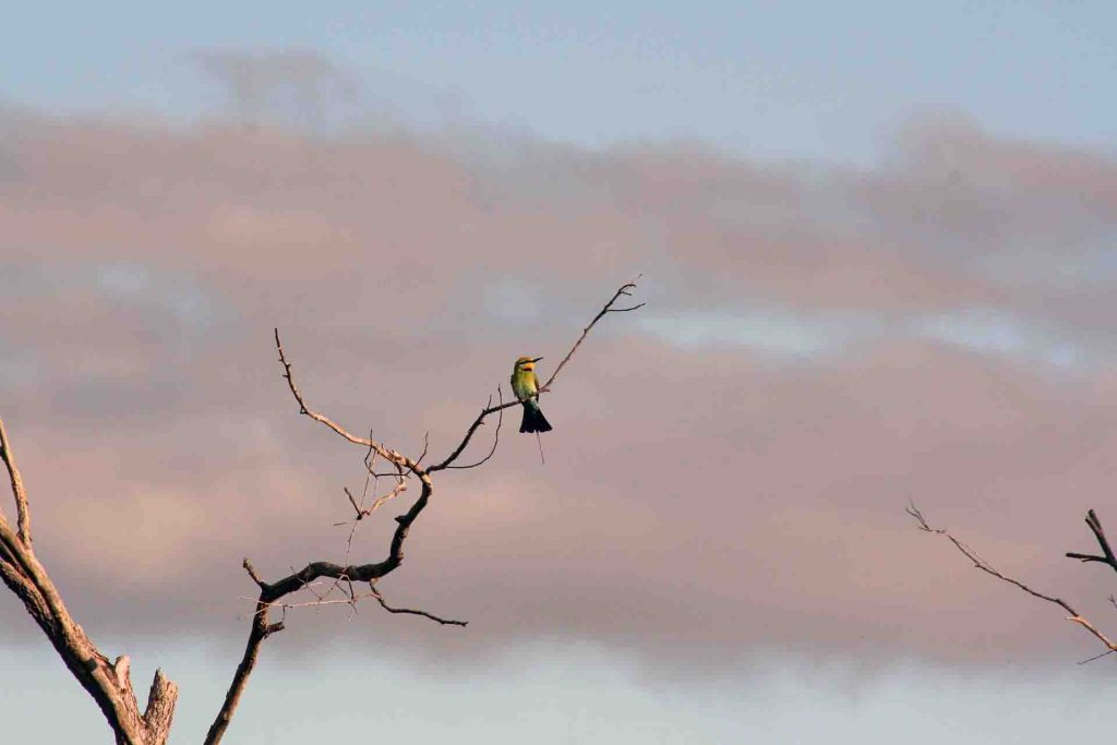 Rainbow Bee-eater