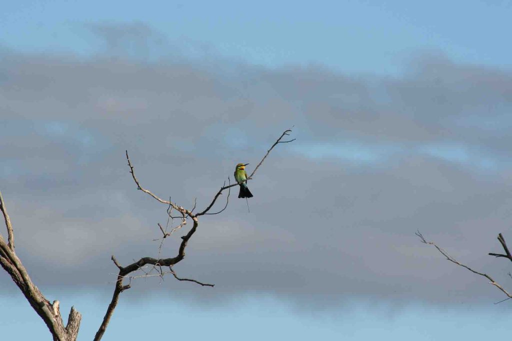Rainbow Bee-eater
