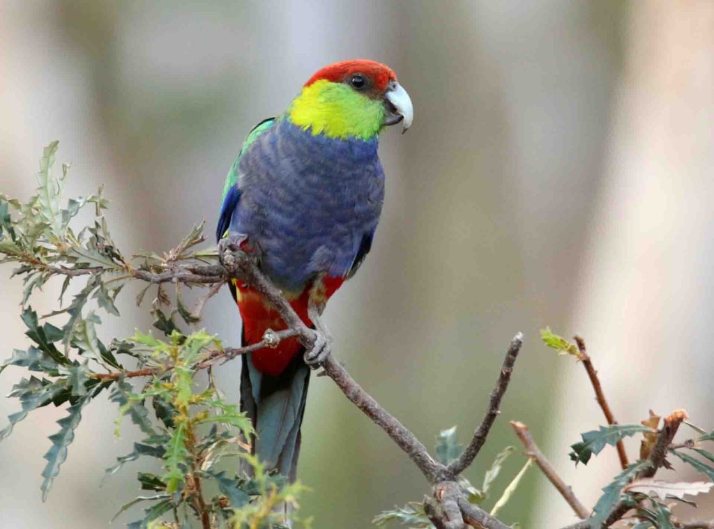 Male Red-capped Parrot