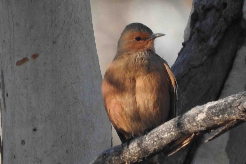 Rufous Tree-creeper, Dryandra National Park