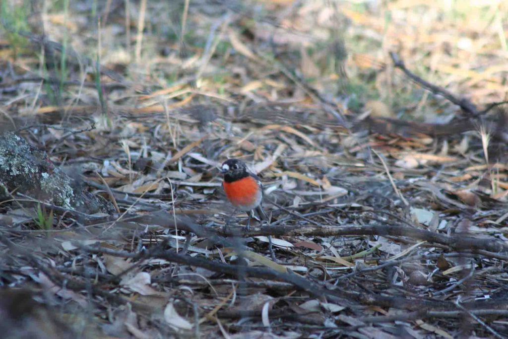 Scarlet Robin foraging for food on the forest floor