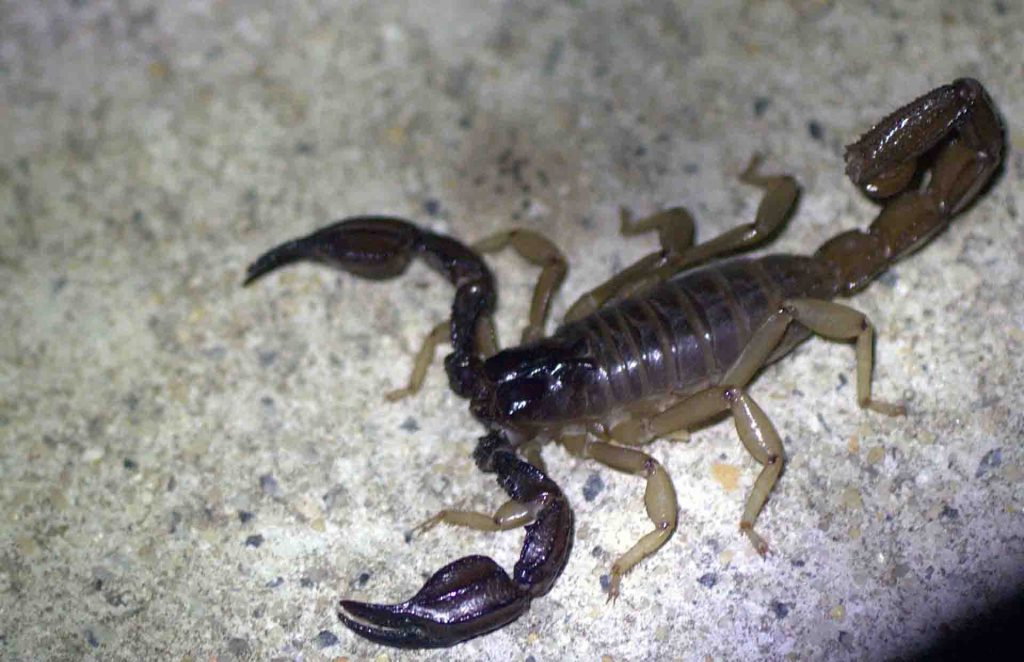 A scorpion