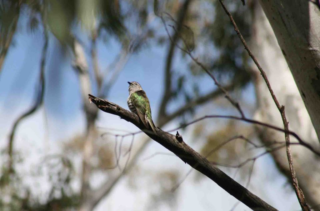 Shining Bronze-Cuckoo in a tree