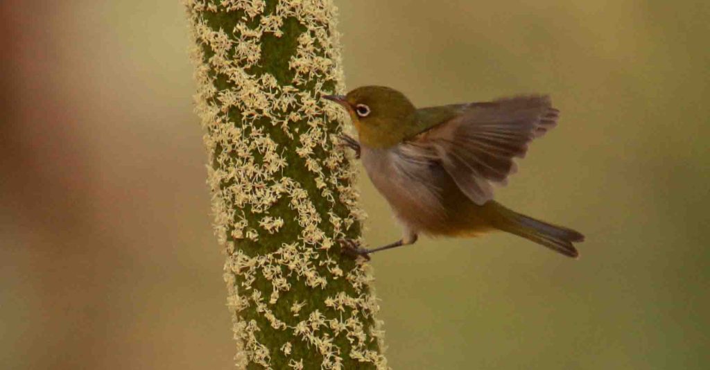 Silvereye on Xanthorrhoea flower spike