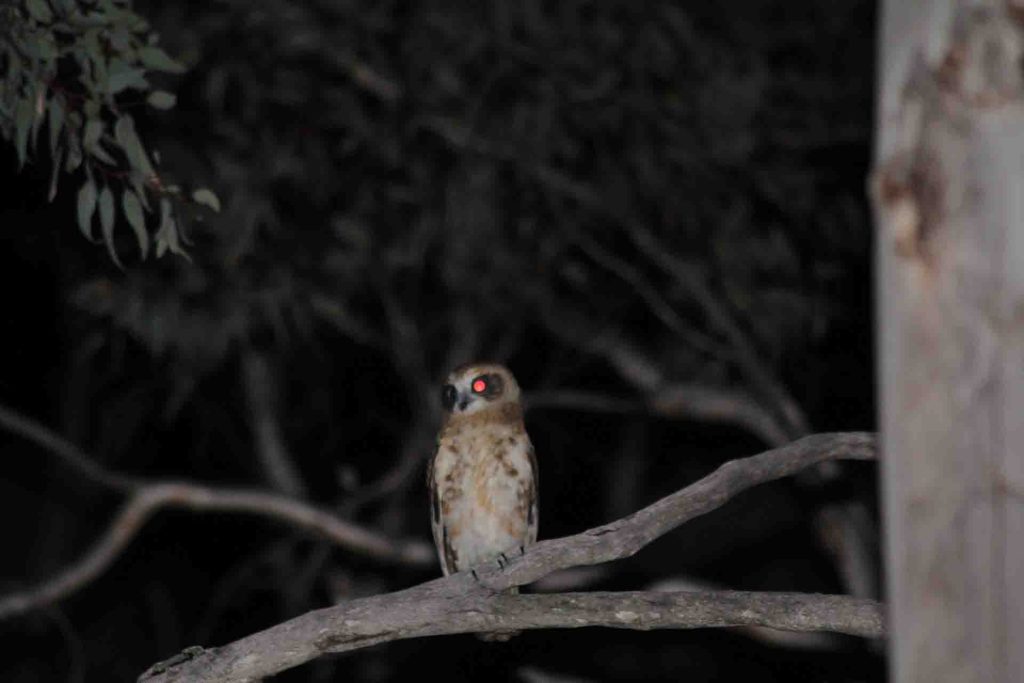 Southern Boobook owl