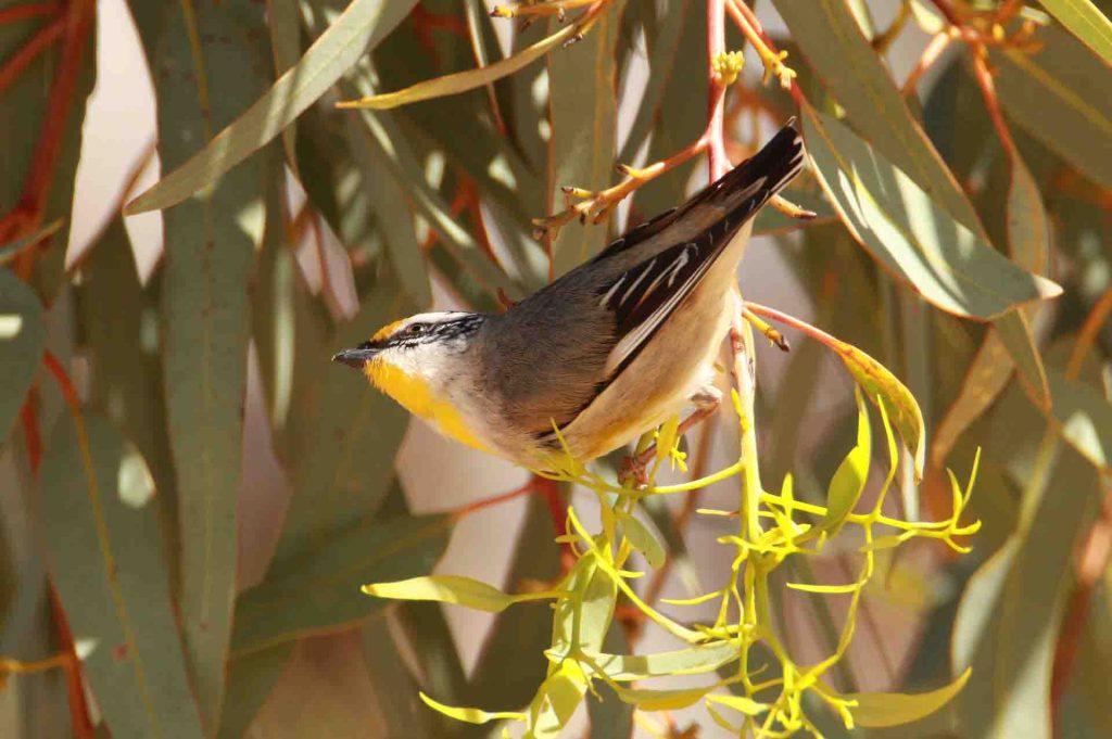 A Striated Pardalot