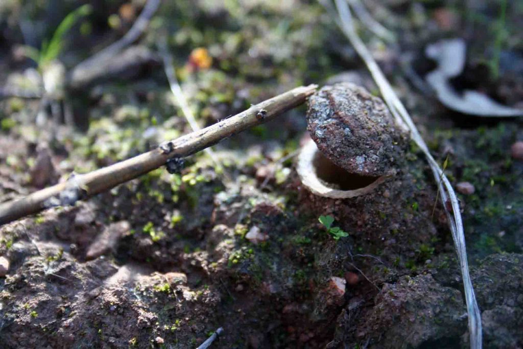 Trap-door spider - the traps lid