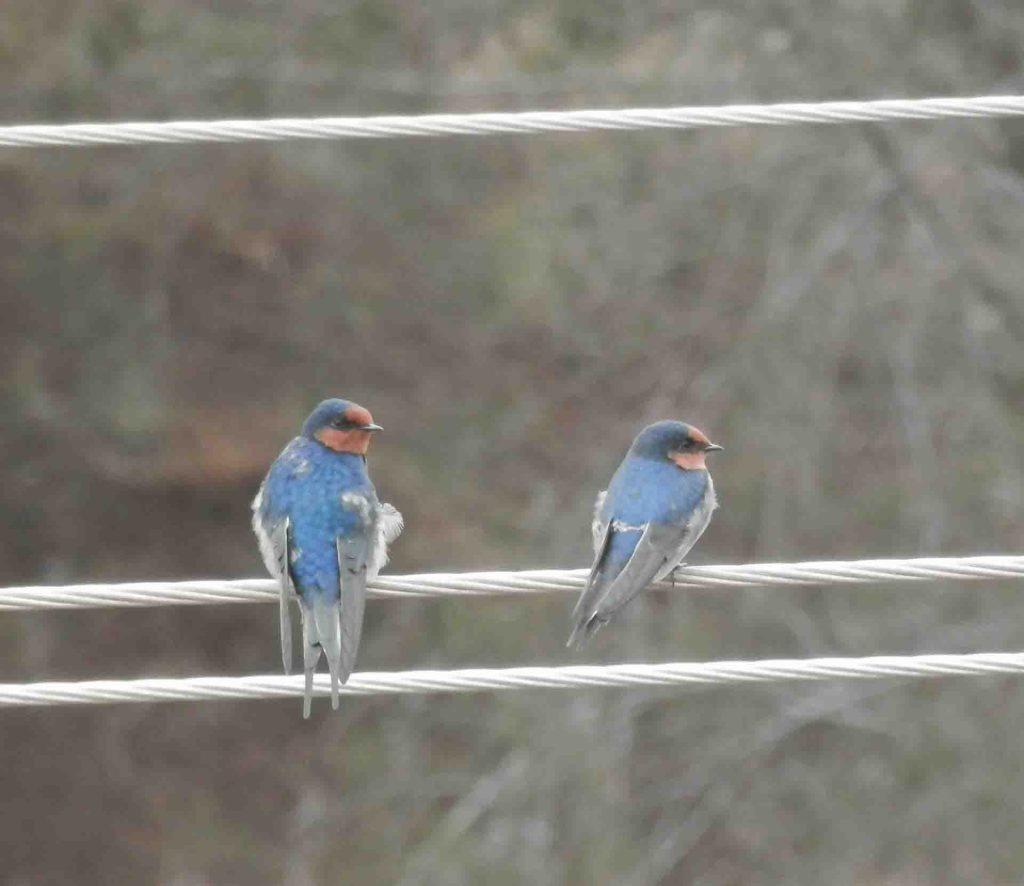 Welcome Swallows on some cable