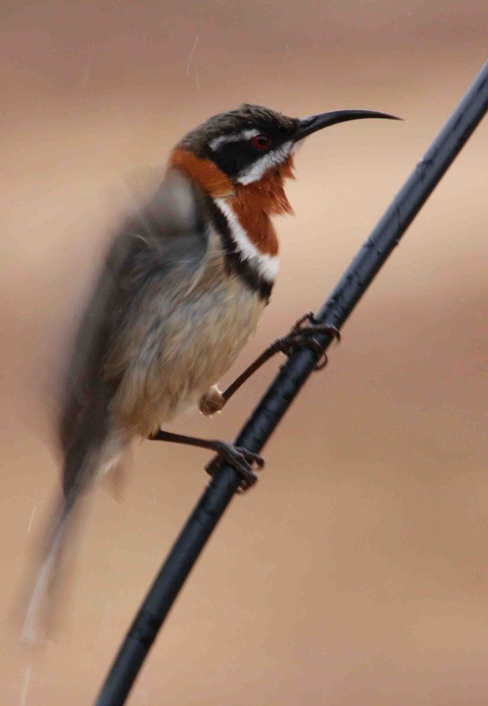 A male Western Spinebill