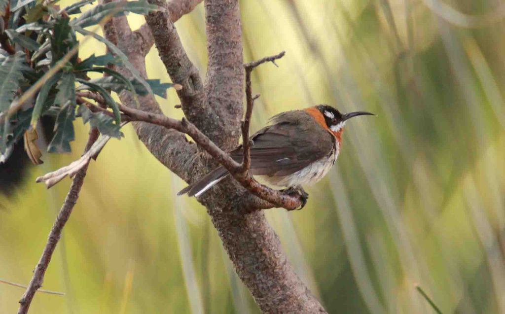 A male Western Spinebill