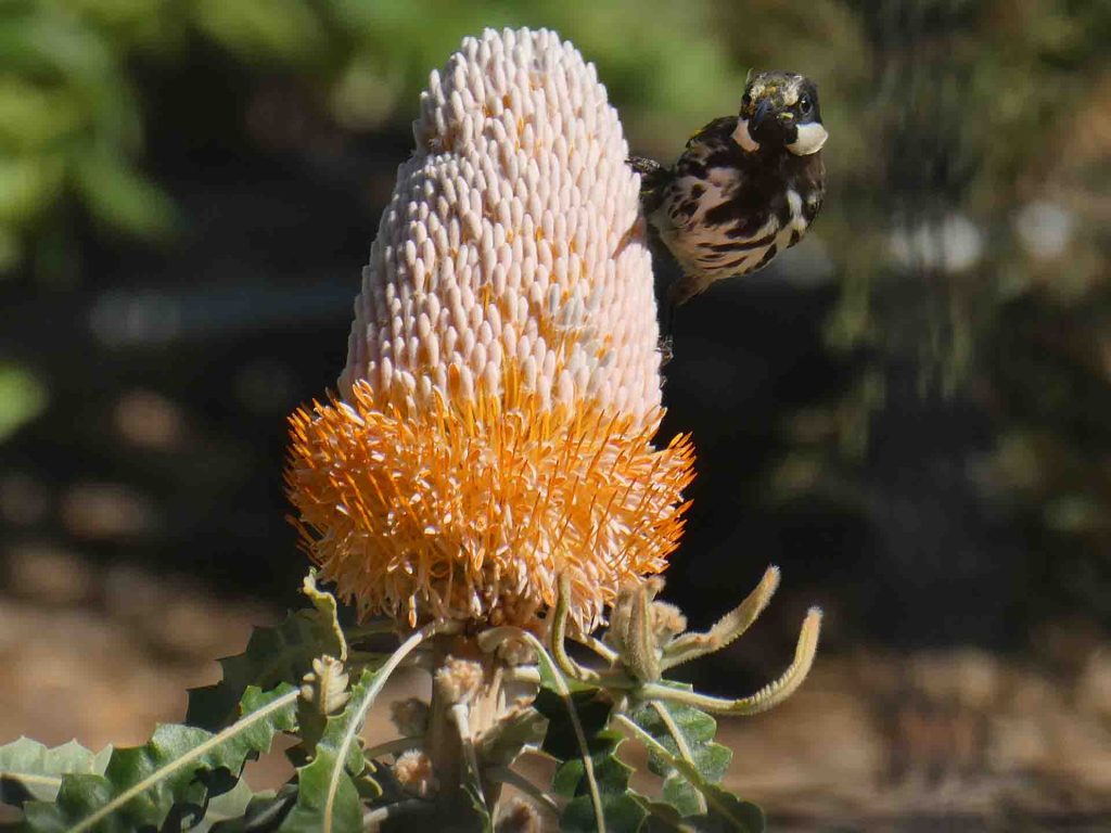 White cheeked honey eater