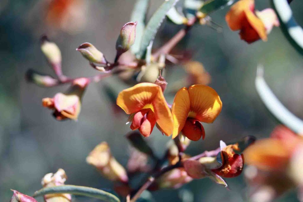 York-Road-poison (Gastrolobium-calycinum)