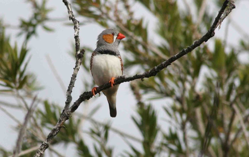 A Zebra Finch