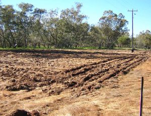 2004 Seed Orchard preparation at Lloyd Reserve - an area of turned over soil