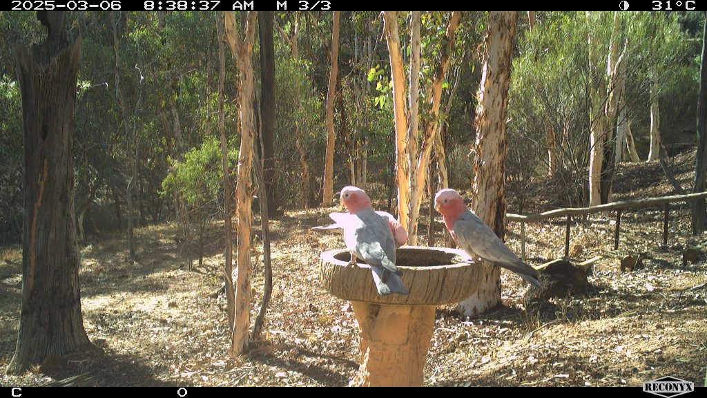 3 Galahs on a birdbath