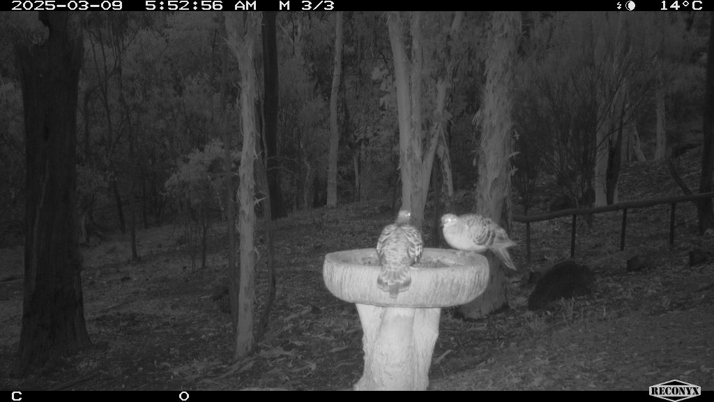 Common Bronzewingsn on a birdbath.