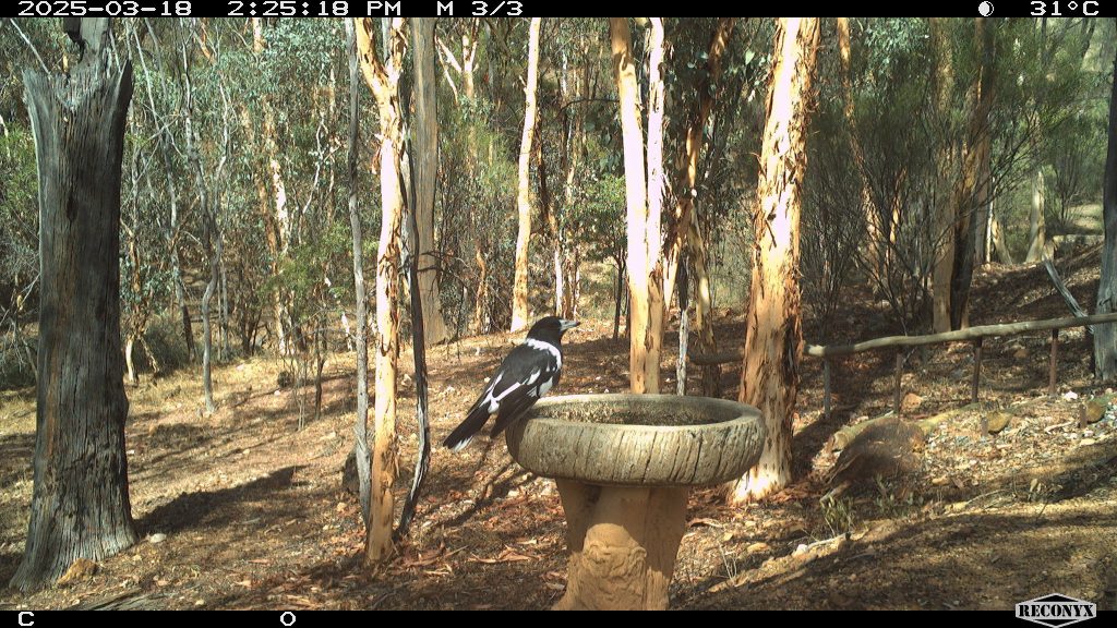 Pied Butcherbird on a birdbath
