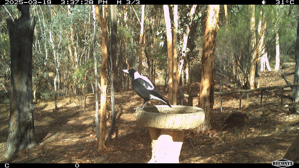 Australian Magpie on a birdbath.