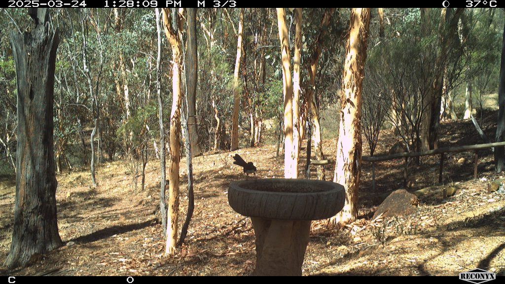 Willie Wagtail on a birdbath.