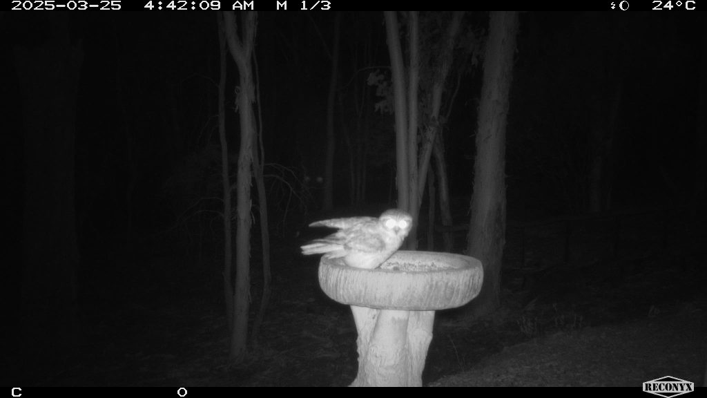 Southern Boobook owl on a birdbath
