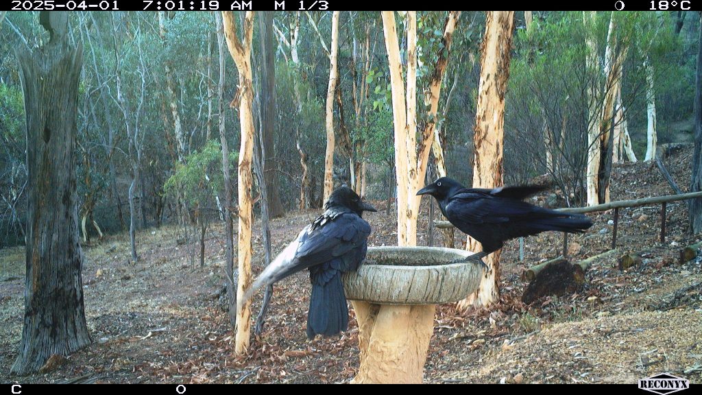 Australian Ravens- Adult and Juvenile- on a birdbath