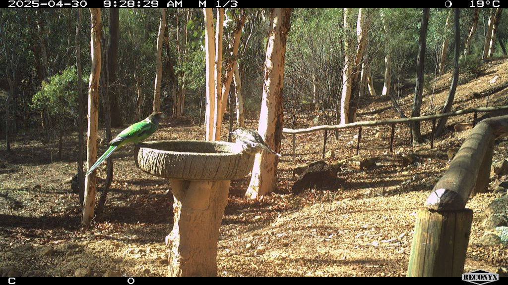 An Australian Ringneck Parrot and a Red Wattlebird on a birdbath