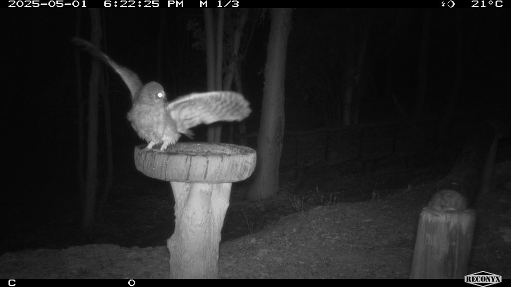 Southern Boobook owl on a birdbath