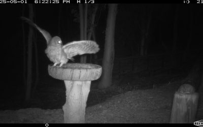 Bird of the month: The Southern Boobook Owl