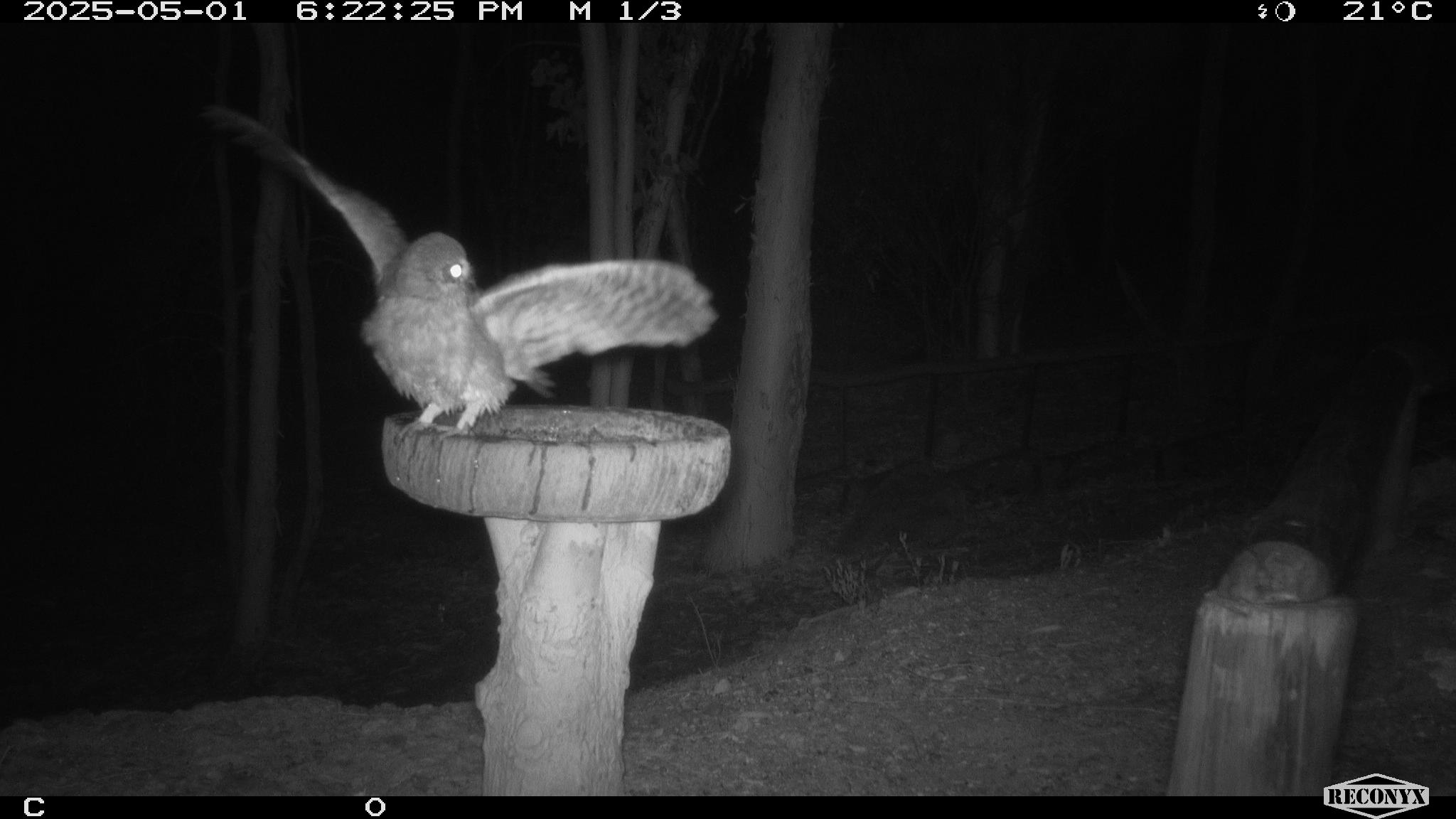 Southern Boobook owl on a birdbath