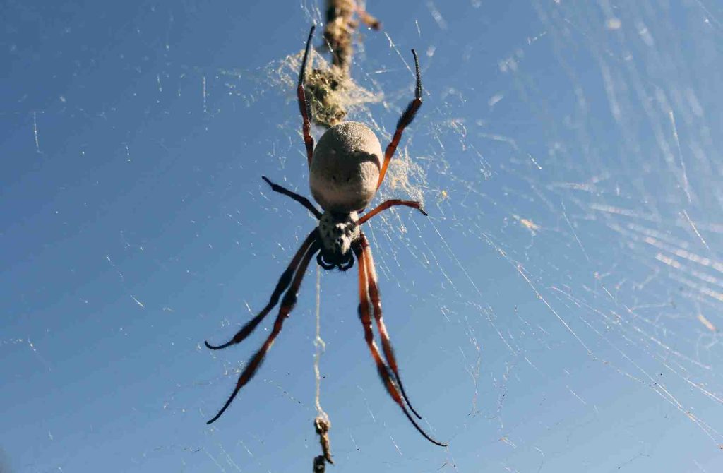 Orb Weaver Spider